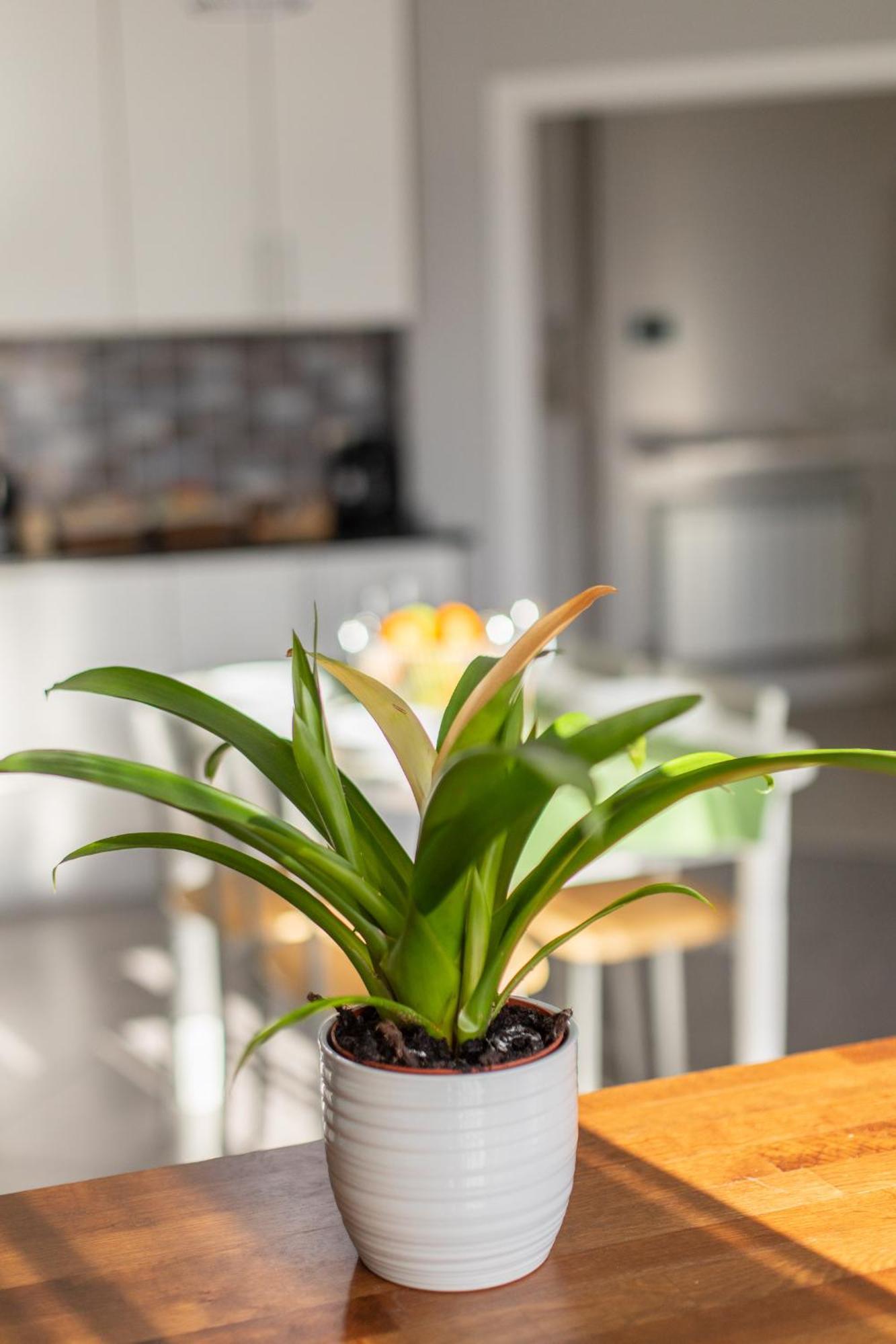 Veigas De Iria - Apartamento Turistico Vut Padrón Exteriör bild